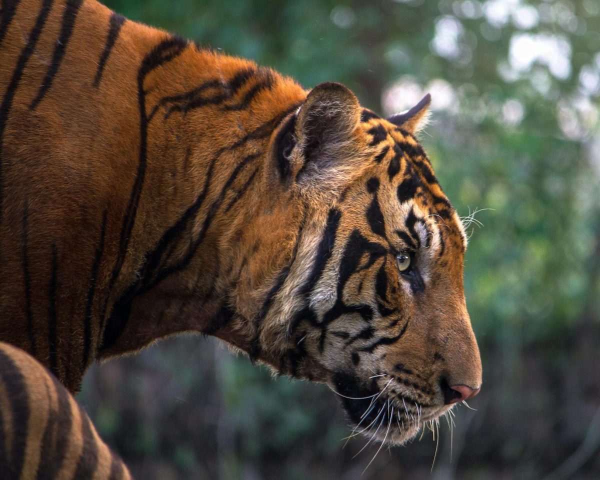Lions and Tigers: Unveiling the Magnificent Roar