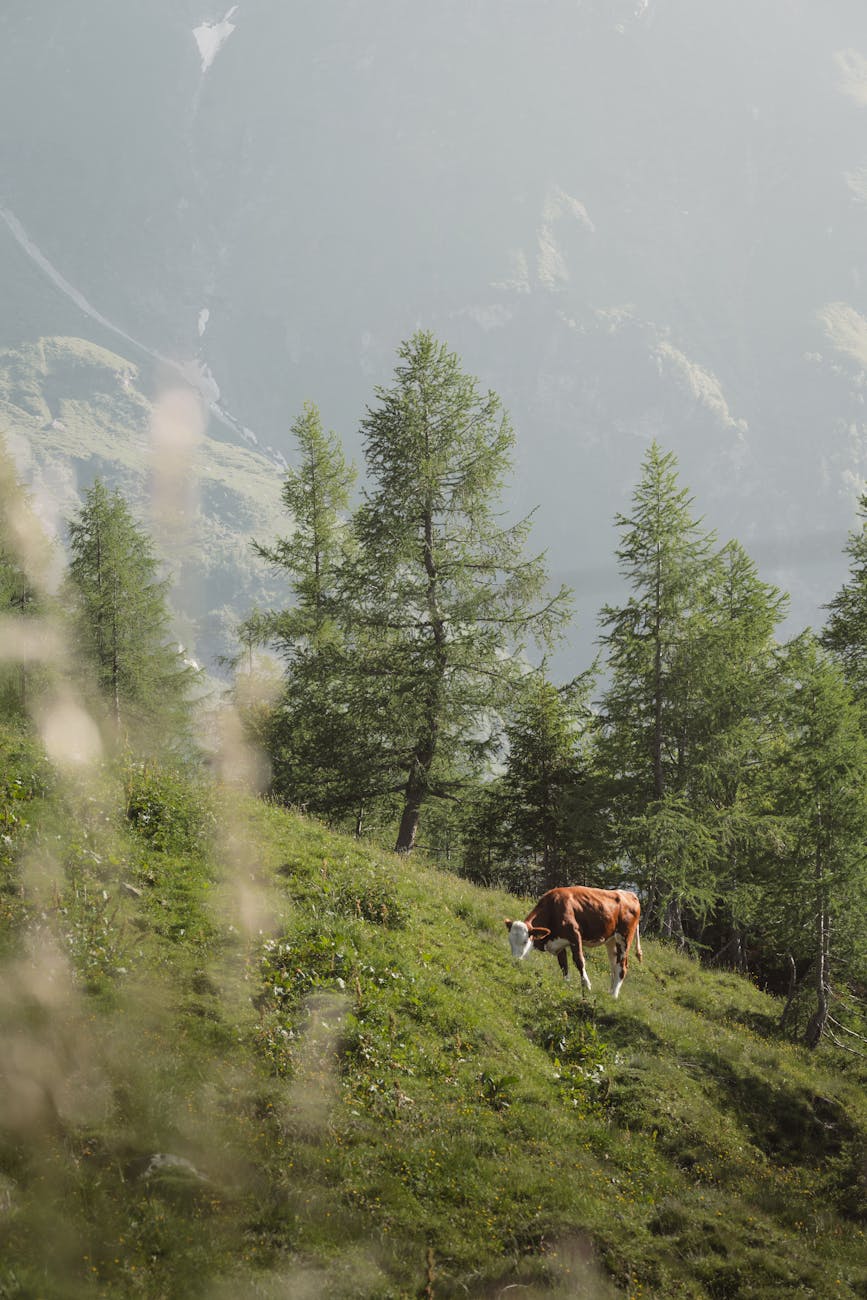Cow Breeds: Discover the Fascinating Diversity