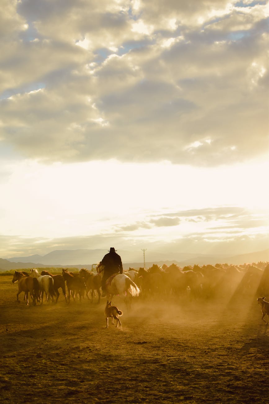 Working Dogs: Jaw-Dropping Canine Athletes | Unleashing Their Potential