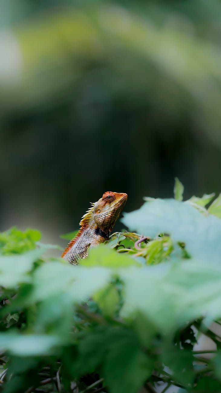 Chameleon Magic: Master the Art of Camouflage with Effortless Ease