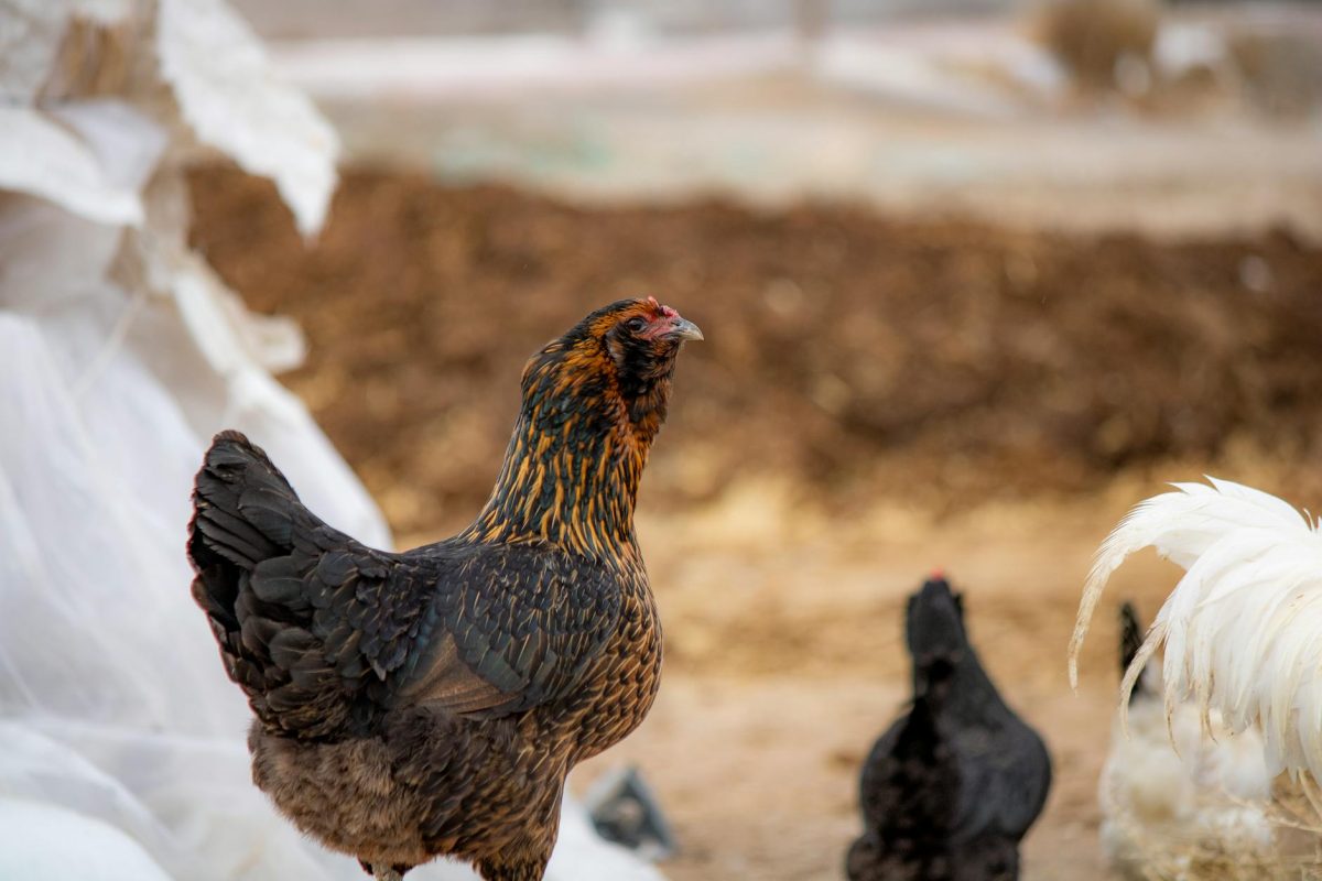 Chicken Breeds: Discover the Vibrant Variety in Colorful Coops