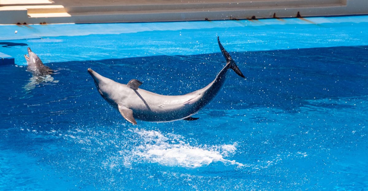 Dolphin Dynamos: Effortless Elegance of Ocean Acrobats