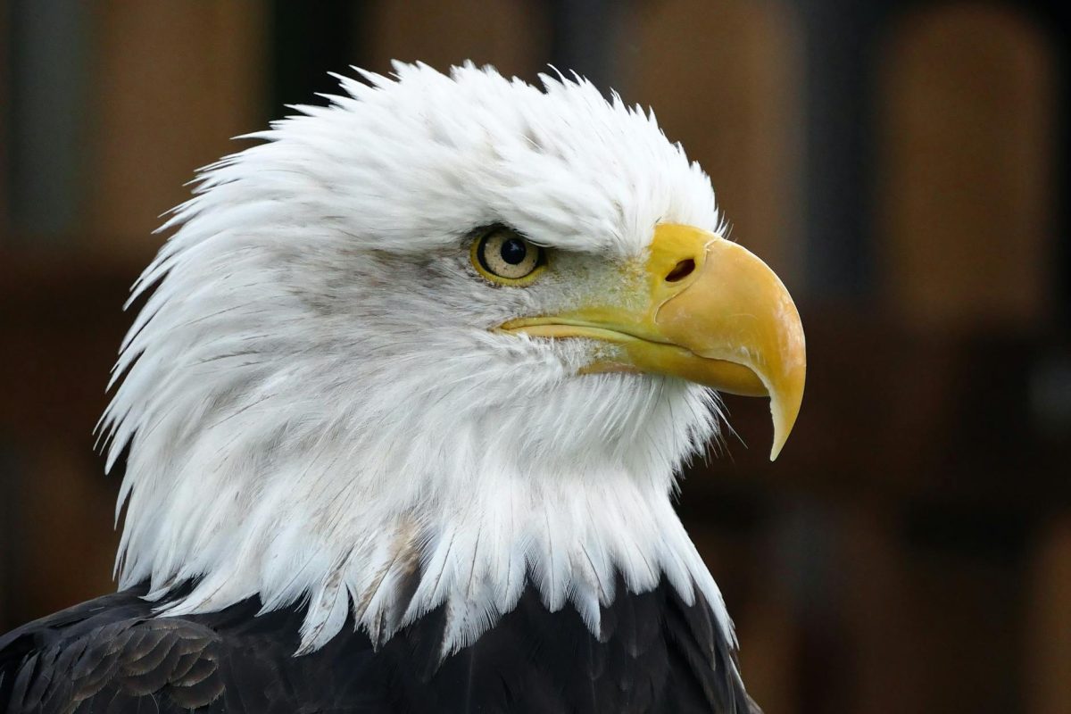 Eagle Eyes: Superior Hunting Vision Unleashed