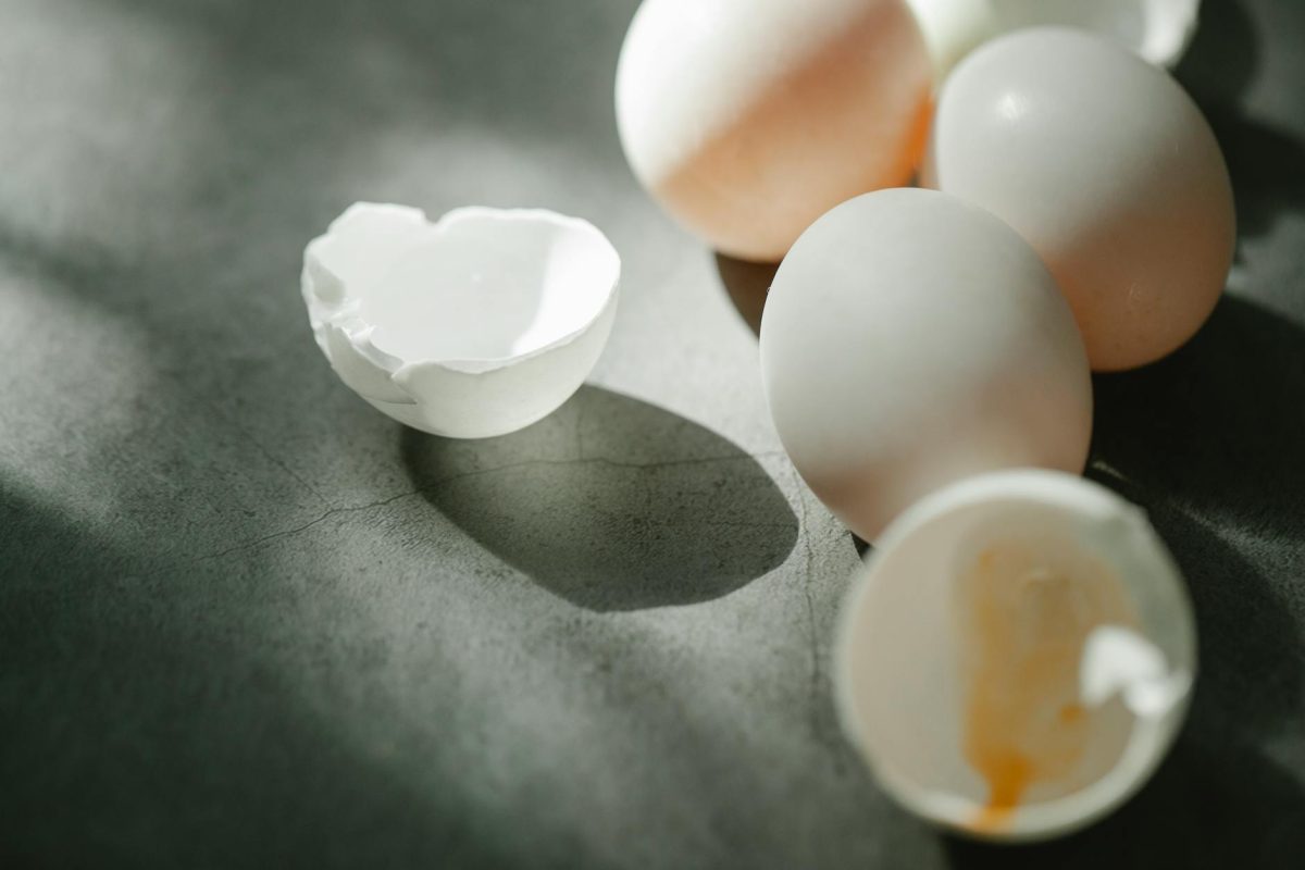 Egg-Cellent Engineers: The Ultimate Guide to Chicken Egg Science