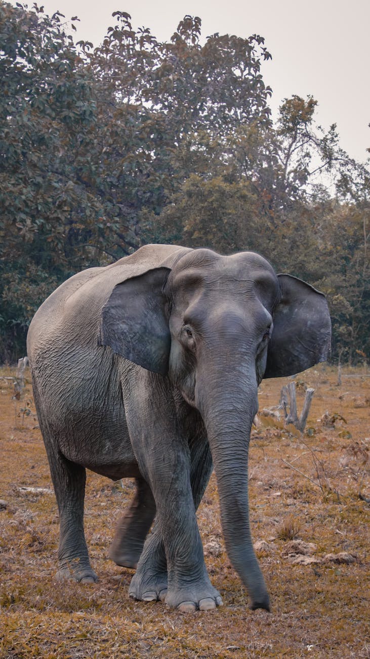Pachyderm Marvels: Astonishing Memory and Strength