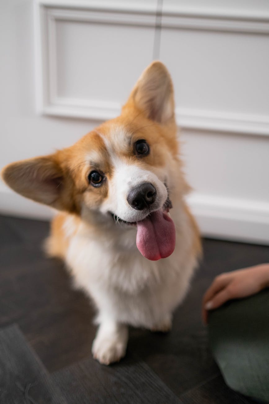 Dog Evolution: Must-Have Insights on the Amazing Transformation