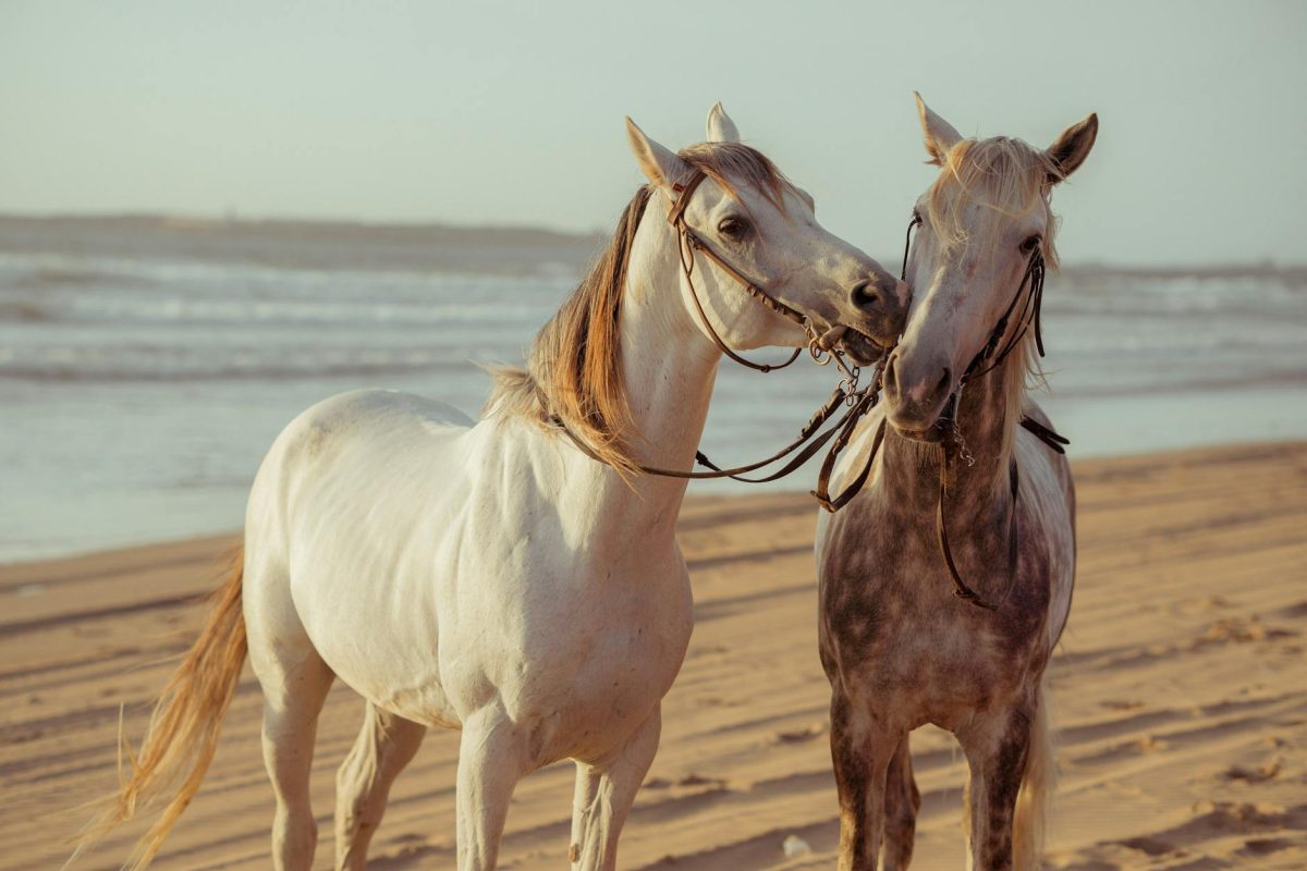 Horses: Discover the Majestic Beauty of Nature’s Elegant Runners