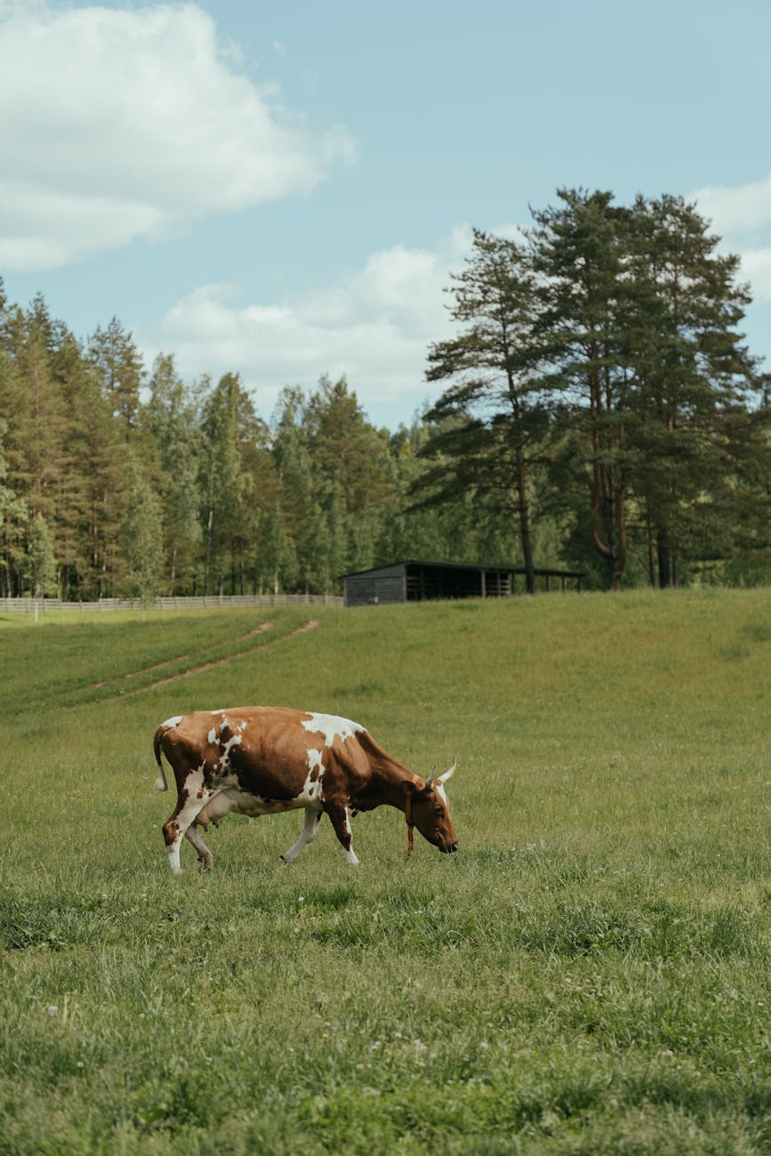 Dairy Cows: Unveiling the Amazing Biology of Grass to Milk