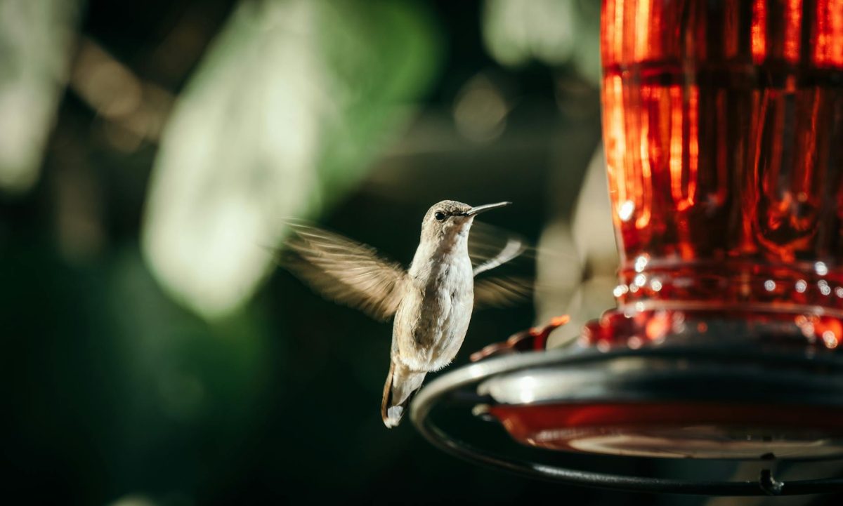 Hummingbirds: Nature’s Phenomenal Wonders
