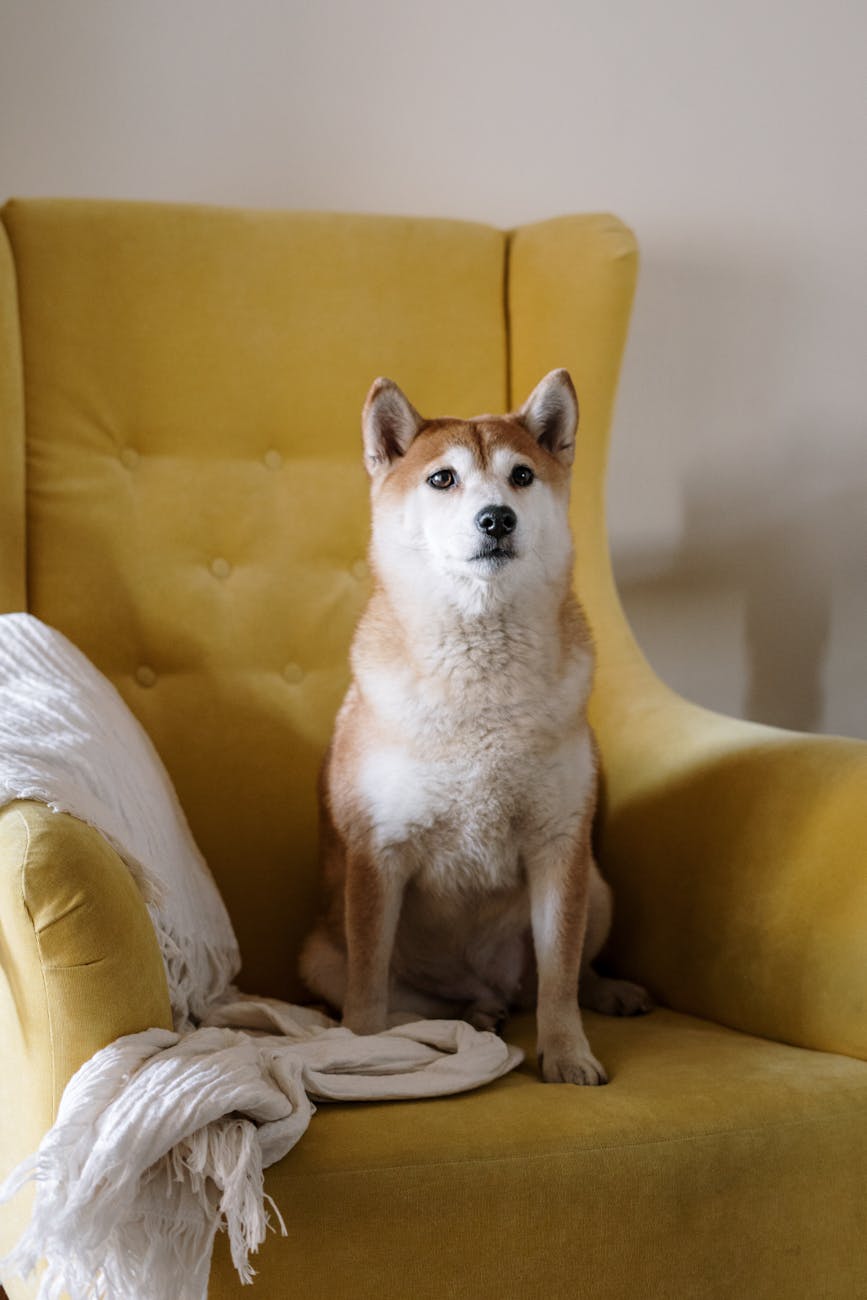 Dogs: The Ultimate Companions Every Human Needs