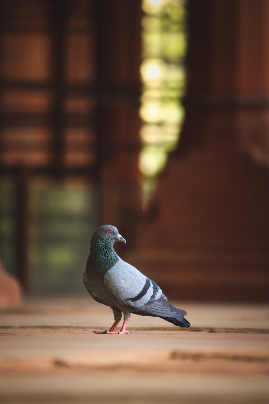 Parrots and Songbirds: Masterful Mimicry Unveiled