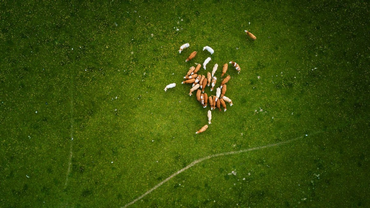 Cow’s Rumen: Discover Nature’s Best-Kept Digestive Secret!