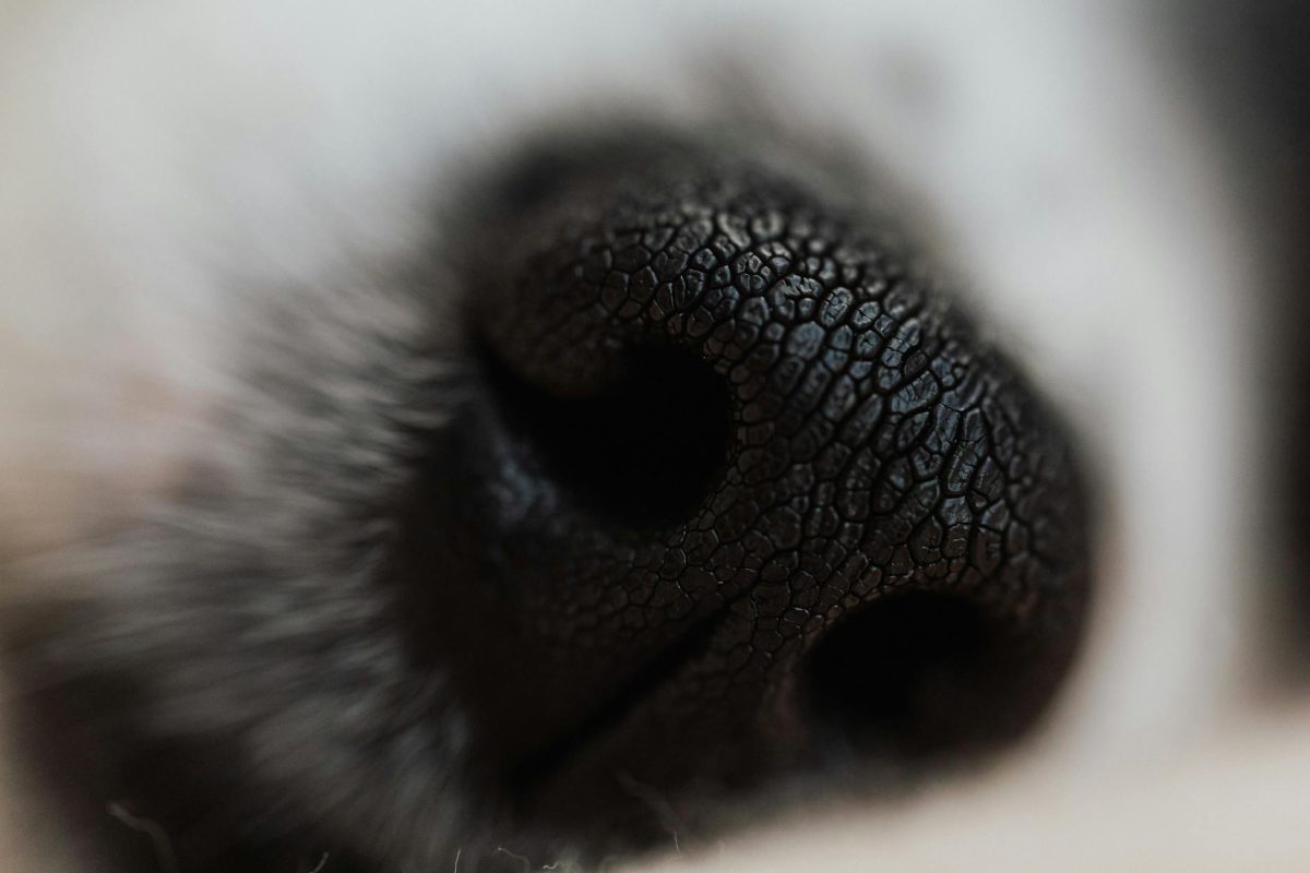 Dog’s Sense of Smell: Astonishing Power Unleashed