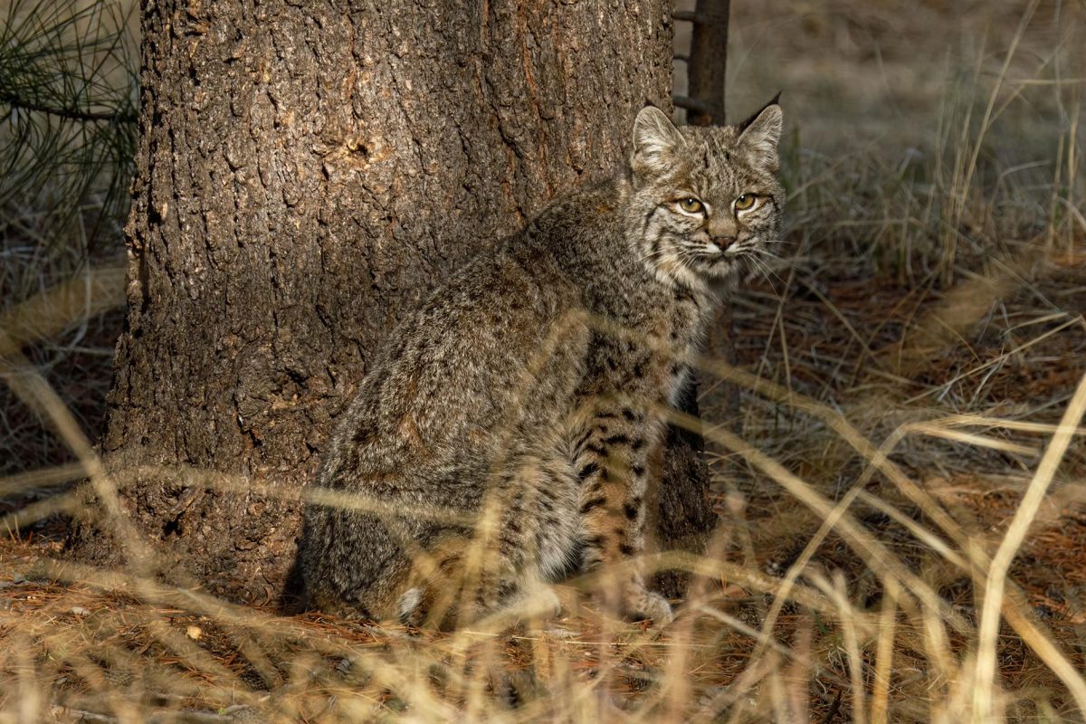 Nature’s Perfect Stealth Predators: Unleashing the Power of Cats