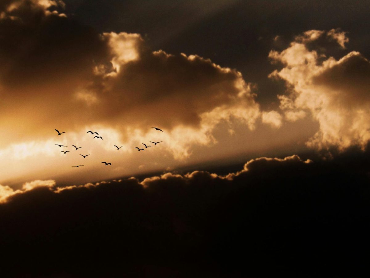 Sky Architects: Astonishing Bird Nests Revealed!