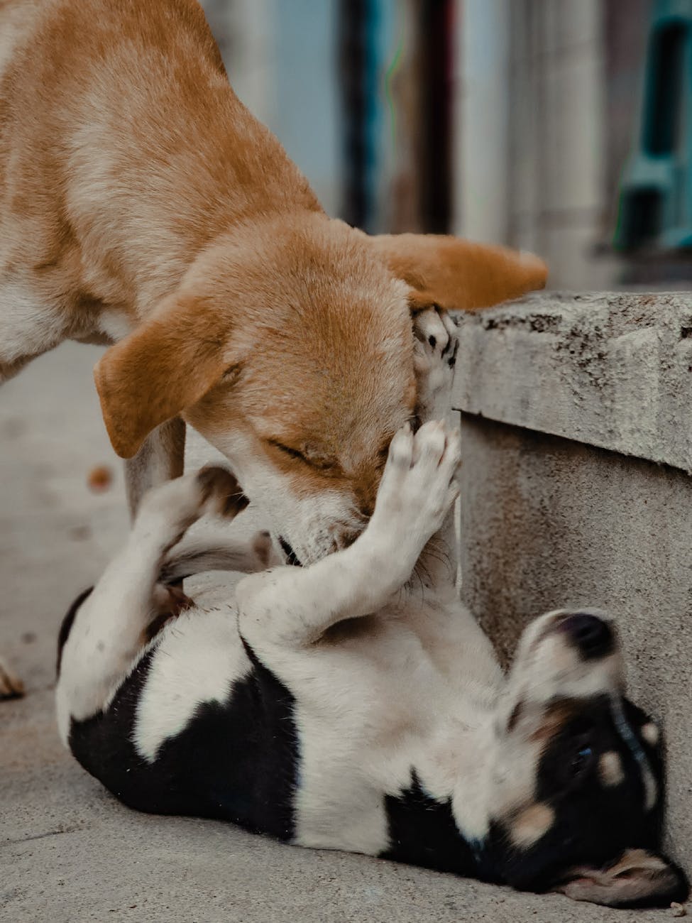 Dog Body Language: Uncover the Secrets Behind Canine Communication