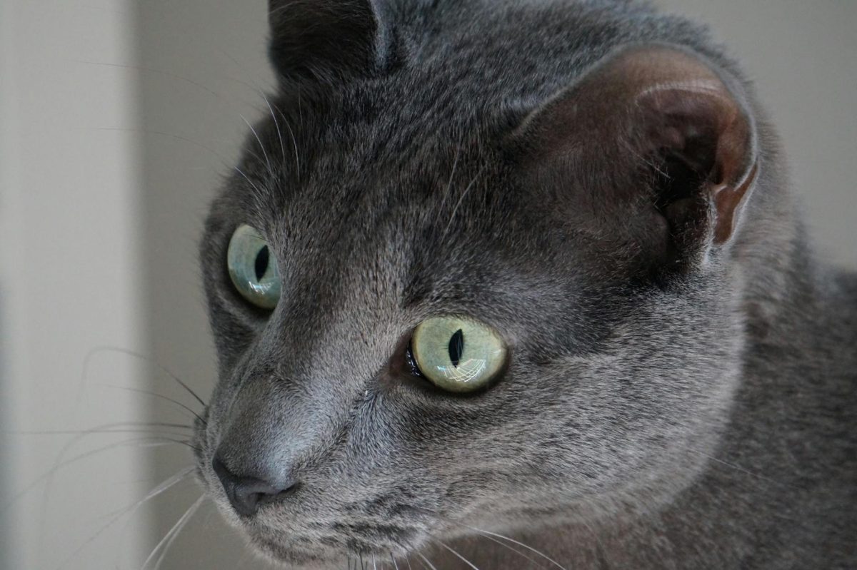 Feline Senses Unleashed: Discover the Astonishing Superpowers