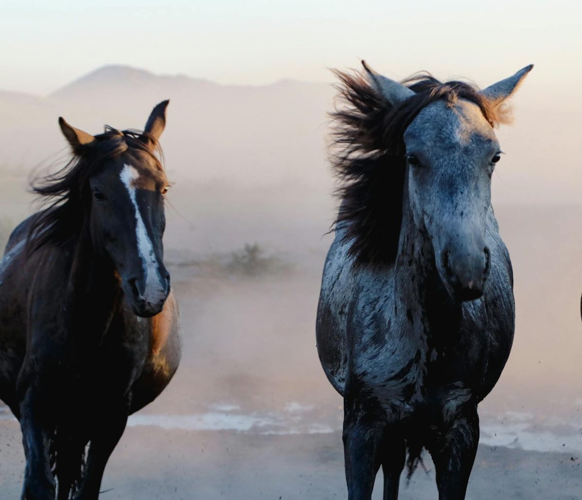 Mustang Majesty: Unleash the Wild and Free Spirit in You