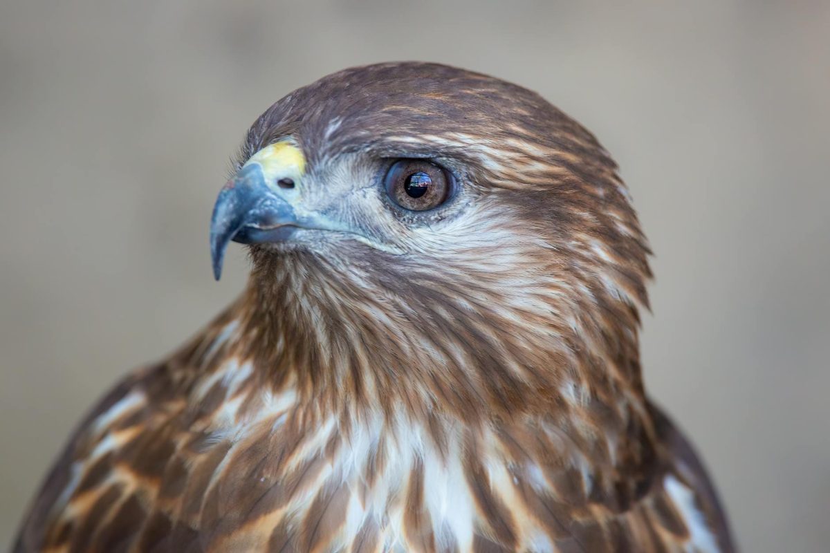 Bird Migration: Discover the Astonishing Journeys of Wings across Continents